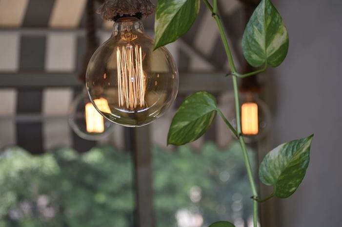 LED lightbulb and plant