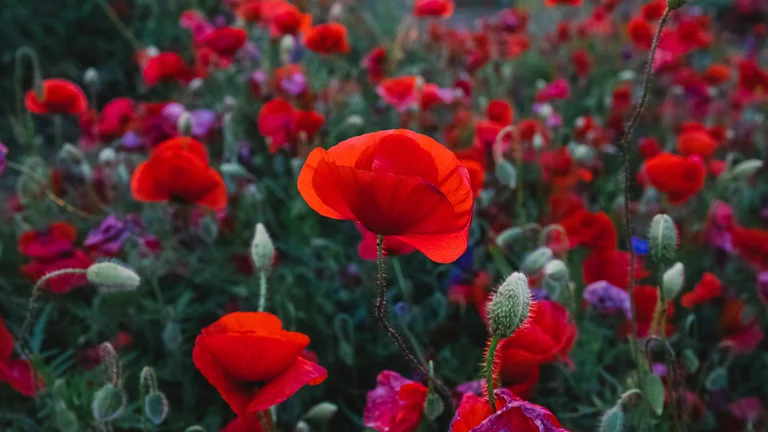 Red flowers in a garden