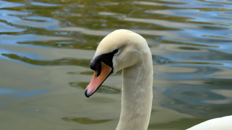 Swan on water