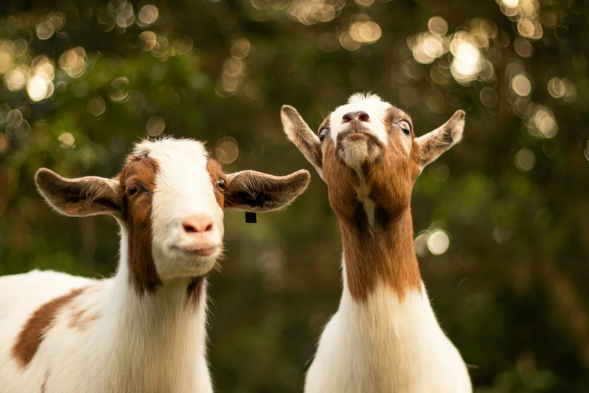 2 white and brown goats staring